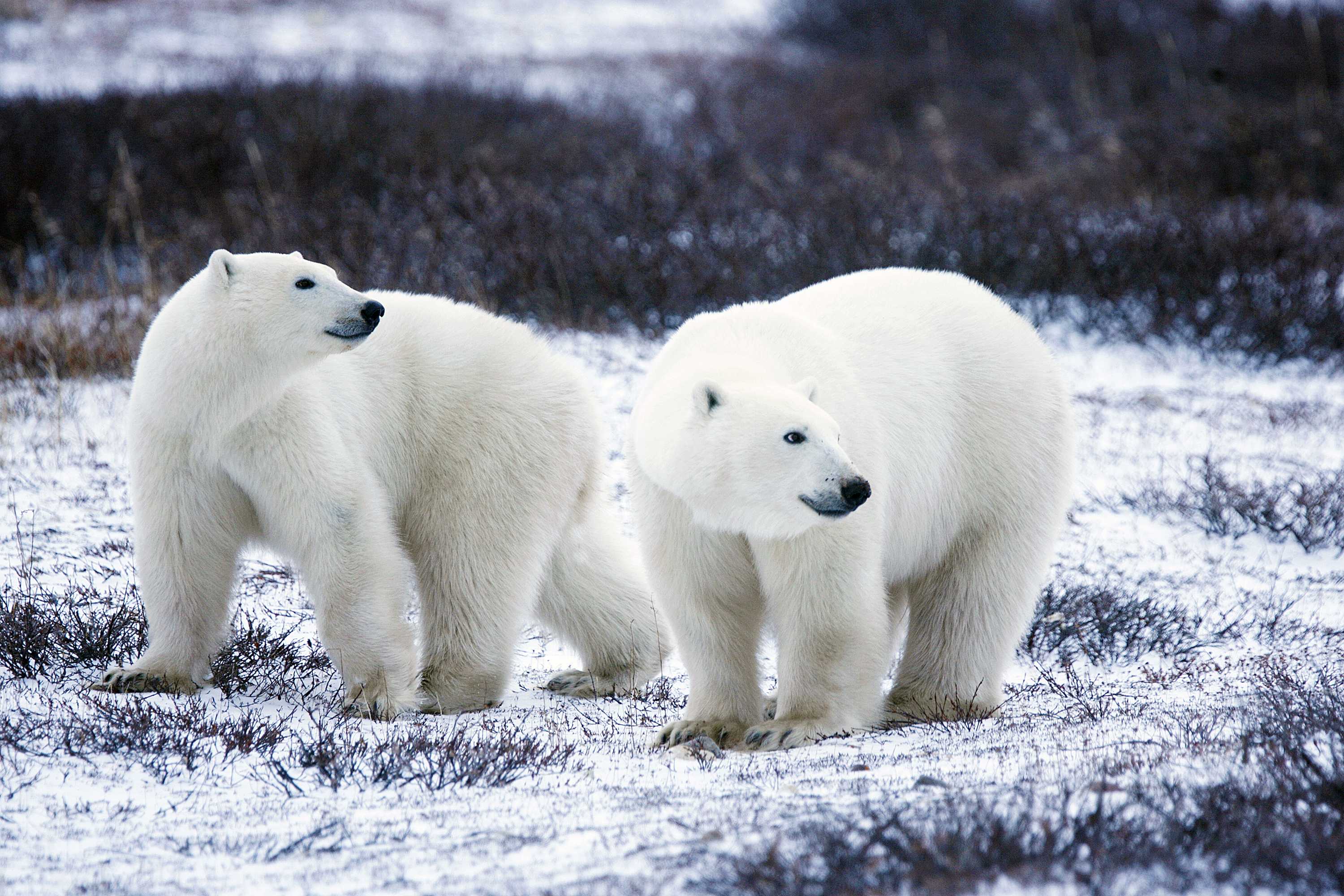 Polar Bear Pair by Gary Kramer / CC BY SA